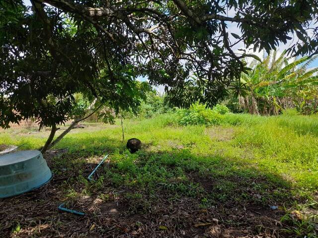 Sítio para Venda em Tibau do Sul - 5