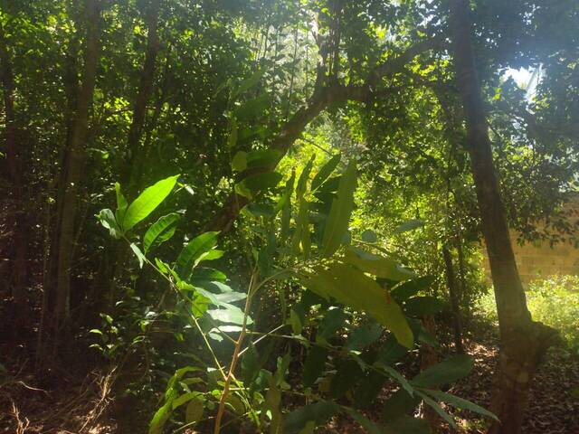 Terreno para Venda em Tibau do Sul - 2