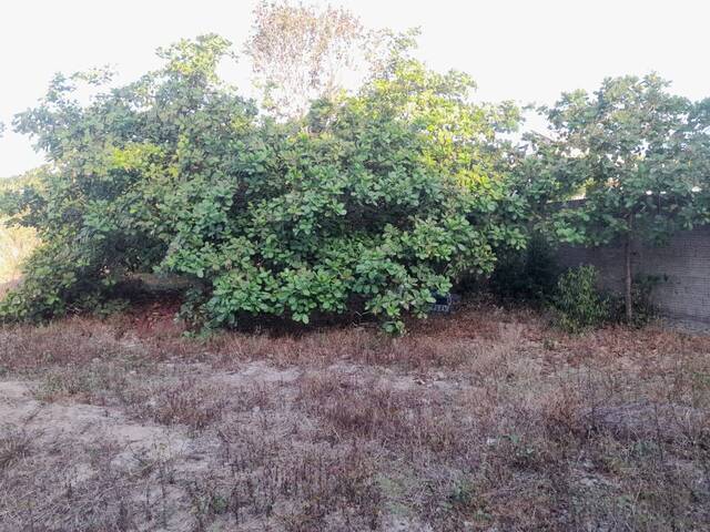 Terreno para Venda em Tibau do Sul - 5