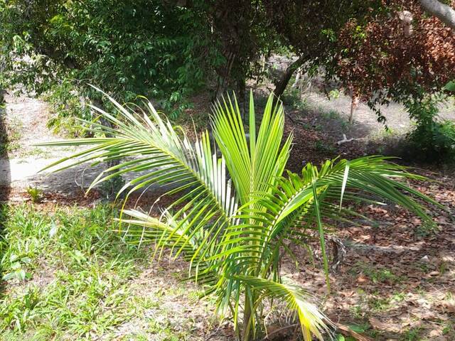 Terreno para Venda em Tibau do Sul - 5